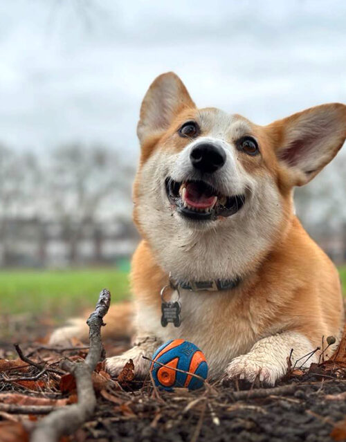 A happy corgi lies on the ground outdoors, smiling with its paws on a blue and orange ball—just like a marketing team brainstorming ideas. Some leaves and twigs are scattered around, with blurred trees and grass in the background.