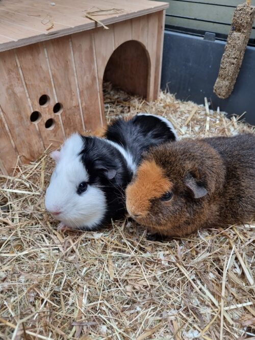 Two guinea pigs, cherished by the marketing team, sit on straw bedding next to a wooden hideout; one has white and black fur, and the other has brown and black fur with an orange patch on its face.