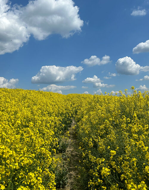 A narrow dirt path, perfect for a marketing team brainstorming walk, winds through a vibrant field of yellow flowers under a bright blue sky filled with fluffy white clouds.