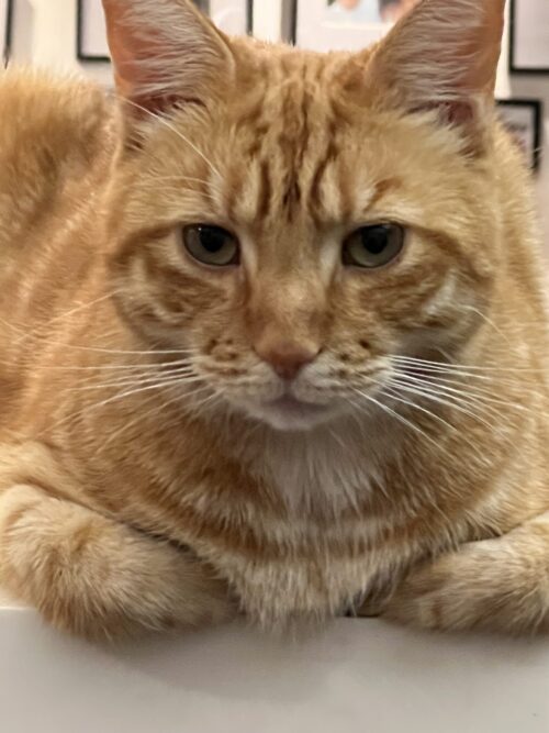 A close-up of an orange tabby cat with green eyes lying down and looking directly at the camera, as if ready to join a marketing team, with framed pictures blurred in the background.