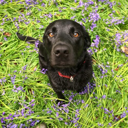 A black Labrador dog with a red collar sits on grass covered with scattered purple flowers, looking up toward the camera with bright brown eyes—ready to join your marketing team for a dose of charm and energy.
