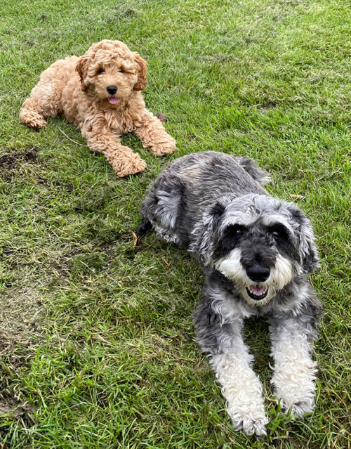 Two dogs lying on green grass, looking forward with mouths open—just like a marketing team ready for their next big idea. A curly, light brown dog lounges in the background; a gray-and-white, wiry-haired dog sits in the foreground.