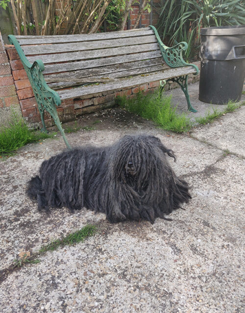 A long-haired black dog with corded fur lies on a concrete patio near a green metal bench and brick wall, surrounded by some grass and plants—perfect company for a marketing team brainstorming outdoors.