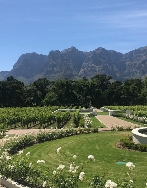 A lush vineyard with rows of grapevines and blooming white roses sits in front of tall, rugged mountains—an inspiring retreat for any marketing team under a clear blue sky.