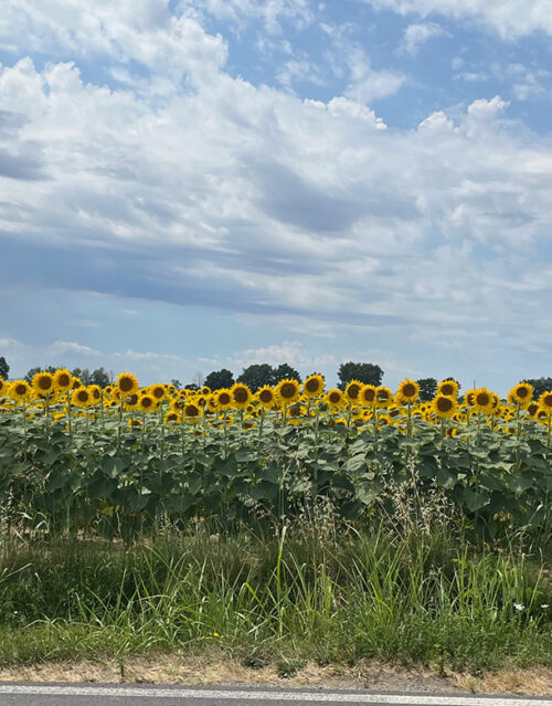 A field of tall sunflowers with bright yellow petals stands under a partly cloudy sky. In the foreground, green grass and a roadside create a natural scene, perfect for inspiring any marketing team. Trees line the background.