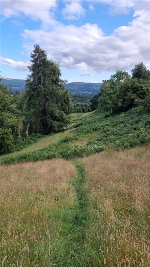 A narrow path winds through tall grass and green ferns on a sloped hillside, bordered by trees—perfect for a marketing team seeking inspiration—with distant hills and a cloudy blue sky in the background.