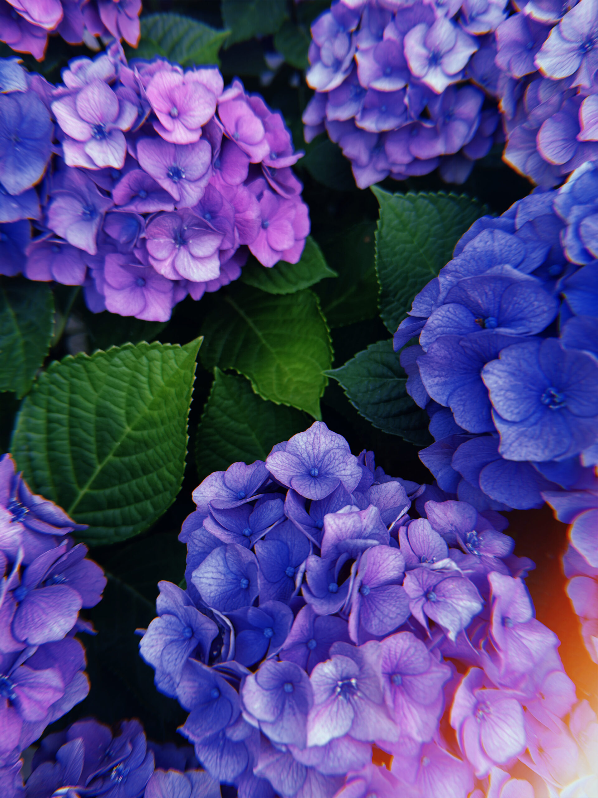 Close-up of vibrant hydrangea flowers in shades of purple and blue, surrounded by deep green leaves. Soft sunlight and a slight lens flare highlight the petals, creating a dreamy and colorful scene.